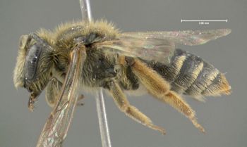Media type: image;   Entomology 609514 Aspect: habitus lateral view